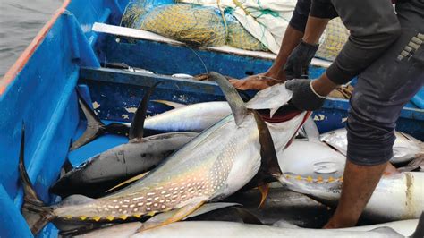 Monster Yellowfin Tuna Catching On Deep Sea Youtube