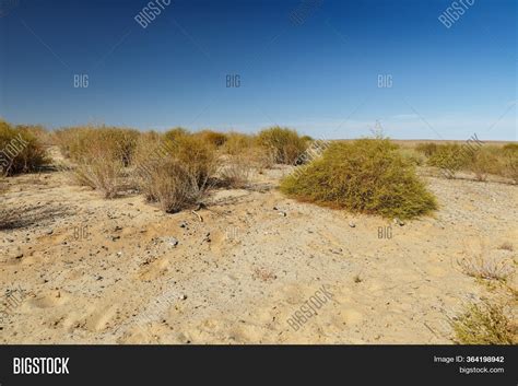 Green Bushes Sand Image And Photo Free Trial Bigstock