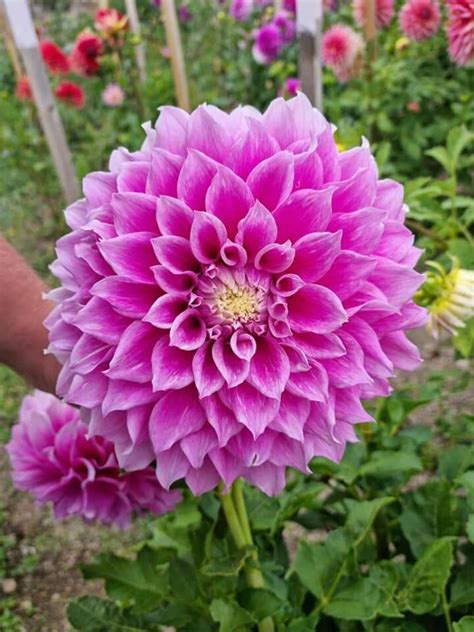 Pin By Sivaji Raju On Flowers Beautiful Flowers Dahlia Flower