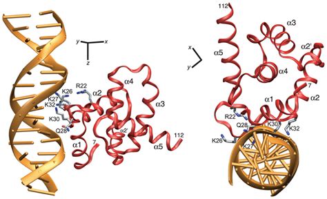 Model Of The Non Specific Ma Dna Complex Built On The Basis Of Hn N