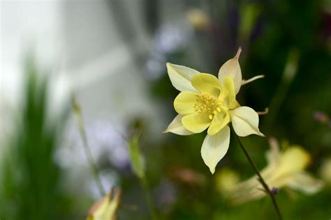 Free Images Nature Blossom Sunlight Flower Petal Green Botany