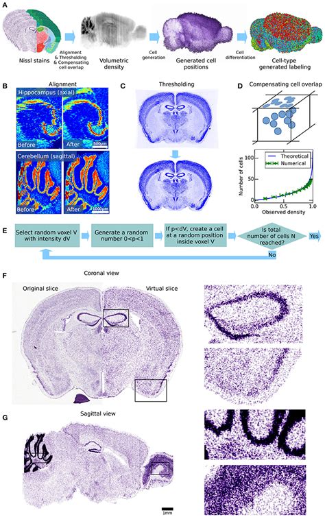 Frontiers A Cell Atlas For The Mouse Brain