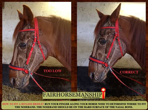 Fitting A Bit Less Bridle Fairhorsemanship Bitless Bridle Horses