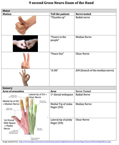 Neuro Exam Template