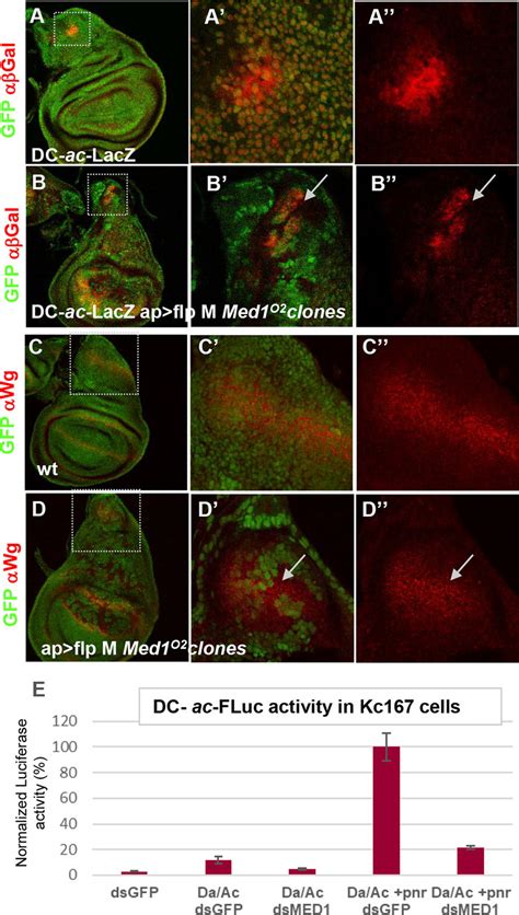 Med Is Differentially Required For Gata Pnr Target Gene Activation A