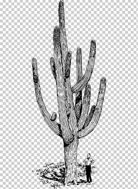 Saguaro Cactaceae Drawing Png Clipart Autocad Dxf Black And White