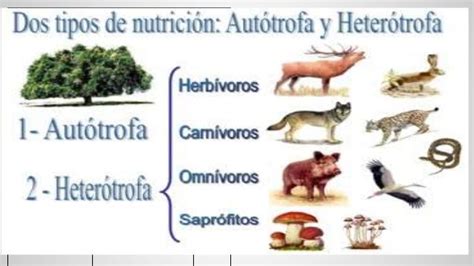 Nutrición Heterótrofa