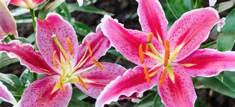 Cara Tumbuh Dan Merawat Stargazer Lily Goodgardenthing