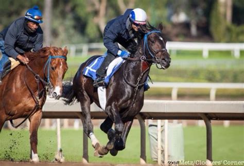 Cozmic One Zenyatta Horse Thoroughbred Horse Horses