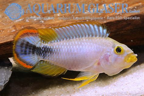 Apistogramma Panduro Aquarium Glaser GmbH