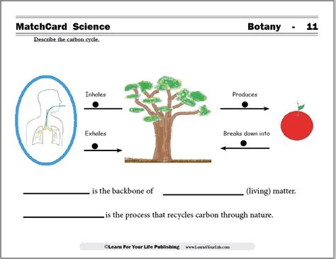 Carbon Cycle Worksheets Library