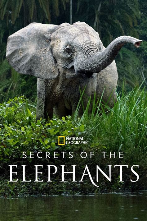 Les Secrets Des L Phants S Rie Tv Allocin