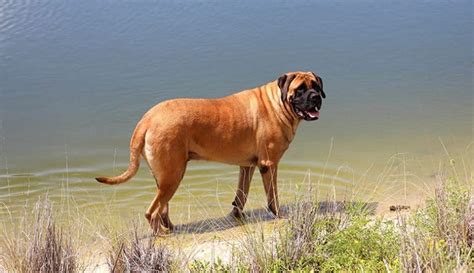 Top 15 Heaviest Dog Breeds In The World