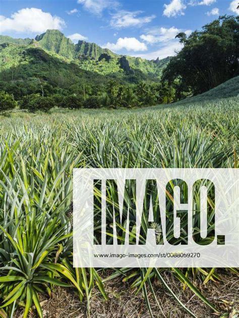 Pineapple Plantation In Opunohu Valley Moorea Society Islands French Polynesia South Pacific Pa