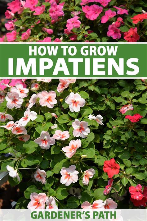 How To Grow And Care For Impatiens Gardeners Path