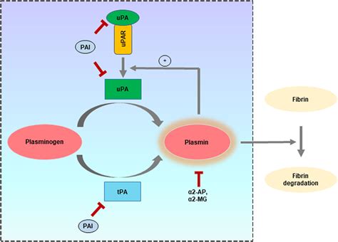 Frontiers Multifaceted Role Of The Urokinase Type Plasminogen