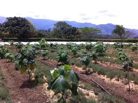 El Ica Suspende La Importaci N Y Siembra De La Especie Paulownia