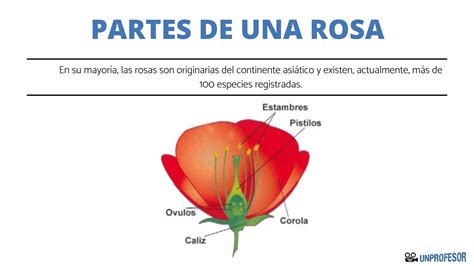 Dejar C Ustico Continuamente Que Son Las Flores Y Sus Partes