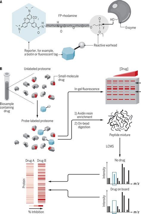 Clinical ChemoproteomicsOpportunities And Obstacles Science