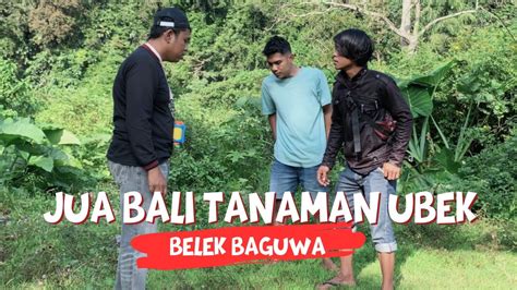 Jua Bali Tanaman Ubek Lawak Minang Belek Baguwa Youtube