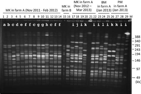 Sma I Digested Pfge Patterns Of Genome Dnas Of Representative A