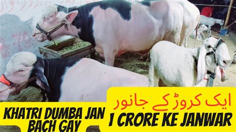 Crore Ka Janwar Qurbani Ke Janwar Karachi Mandi Ke Khusbsurat