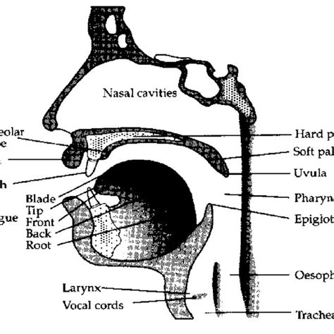 Speech Organs Diagram