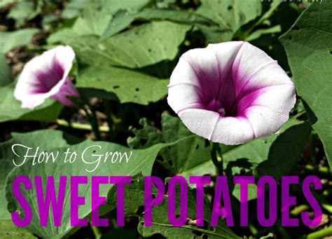 How To Grow Sweet Potatoes Farm Fresh For Life Real Food For Health