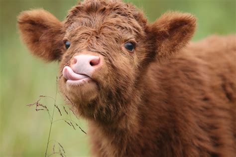 Digital Download Cute Baby Cow Fluffy Cows Cow Pictures