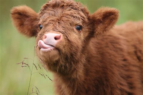 Digital Download Cute Baby Cow Fluffy Cows Baby Cows