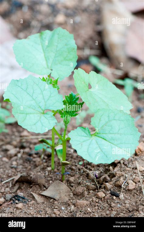 Jeune Plante De Melon Amer Banque De Photographies Et Dimages à Haute