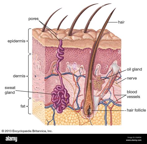 Structure Of The Human Skin Cross Section Of Hair Follicle With