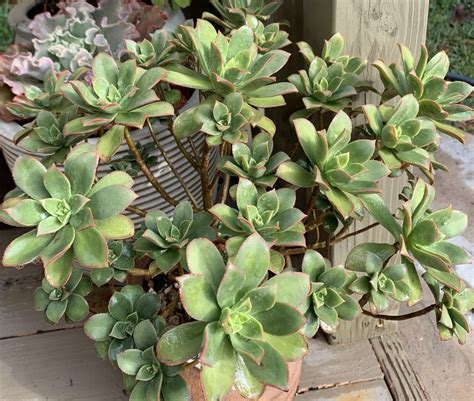 Aeonium Percaneum Kiwi Beautiful Succulent Plant