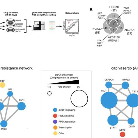 Crispr Screens Identify Genes Involved In Resistance To Akt And Pi3kβ Download Scientific