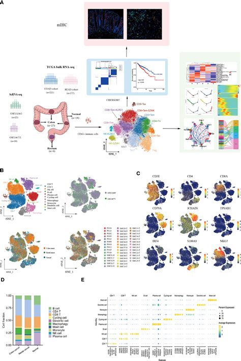 Frontiers Integration Of Single Cell Rna Sequencing And Bulk Rna Transcriptome Sequencing