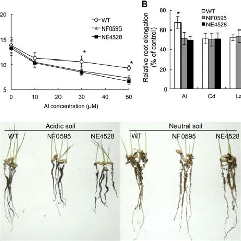 Phenotypic Analysis Of OsMGT1 Knockout Lines A Sensitivity Of OsMGT1