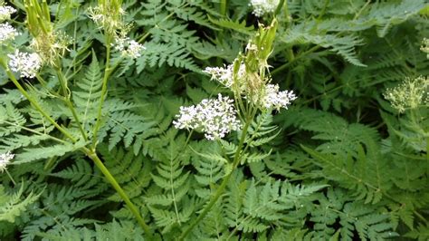 Sweet Cicely Perennial Licorice Candy Youtube