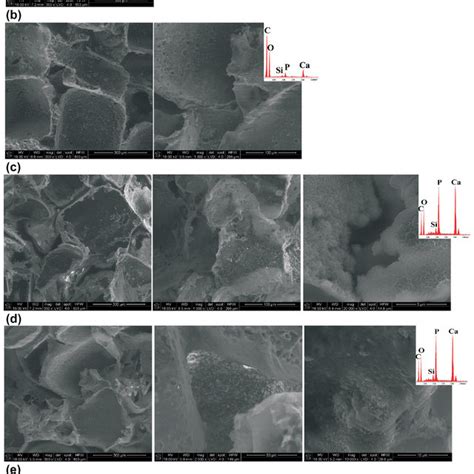 Sem And Edax Analyses Of External A Plga B S2 Plga And D Download Scientific Diagram