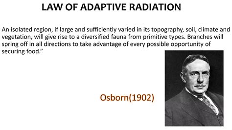 Adaptive radiation in mammals | PPT
