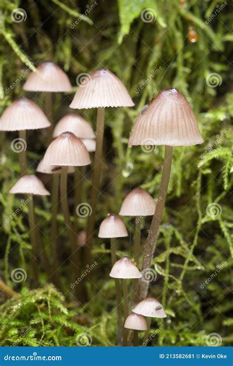 Mycena mushrooms stock image. Image of british, fungus - 213582681