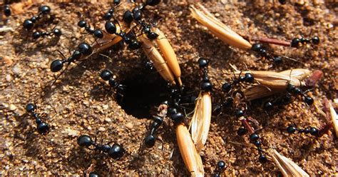 Ants Regularly Pack Up And Dig New Nests And Nobody Knows Why Wired