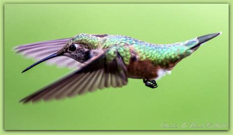 Dive Broad Tailed Hummingbird Selasphorus Platycercus O Flickr