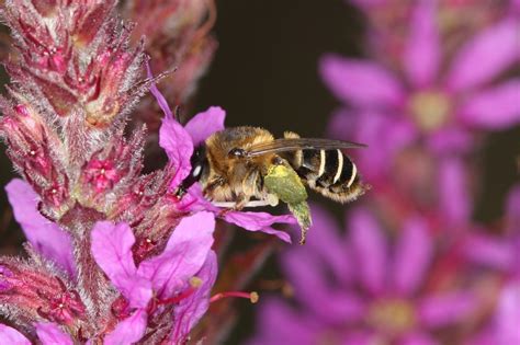 Réf 62191 INSECTA Hymenoptera Melittidae Melitta Melitta