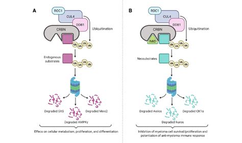 CRBN Interacts With DDB1 Cul4A Or Cul4B And RoC1 To Form The CRL4