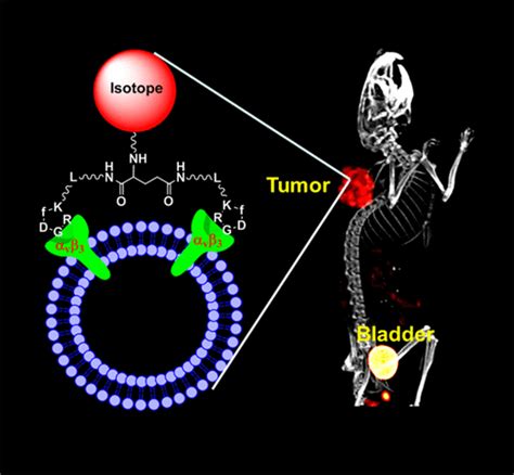 Radiolabeled Cyclic Rgd Peptide Bioconjugates As Radiotracers Targeting