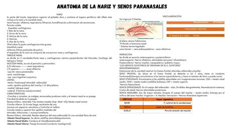 Anatomía de la nariz y senos paranasales laringe tráquea y bronquios