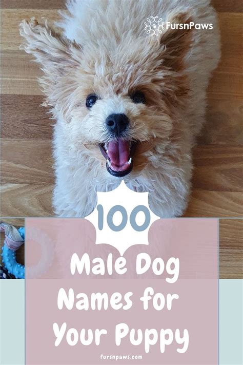 Top 100 Male Dog Names for Your New Pup | Dog names, Boy dog names, Cute names for dogs