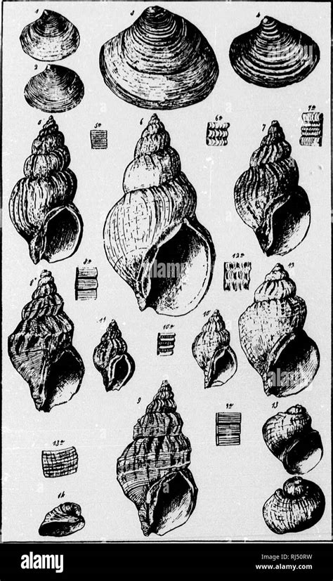 Pleistocene period fossils hi-res stock photography and images - Alamy