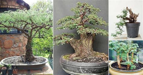 20 Best Acacia Bonsai Pictures | Balcony Garden Web