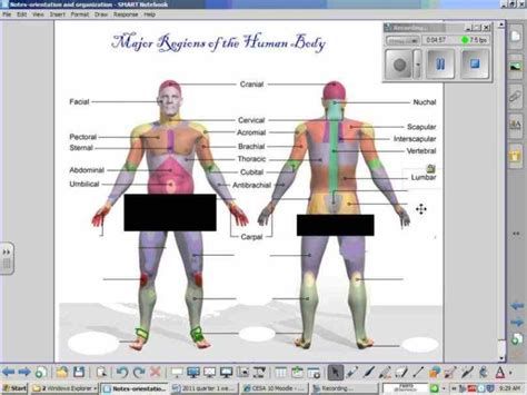 Label The Body Regions Anatomy